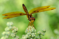 Eastern Amberwing