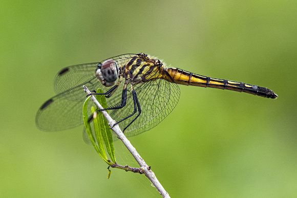 Blue Dasher