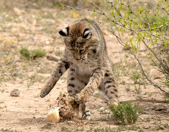 Bobcat