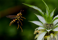 Paper Wasp