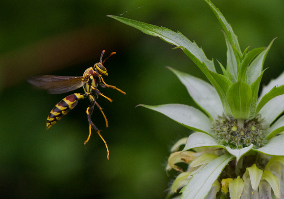 Paper Wasp