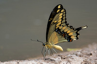 Giant Swallowtail