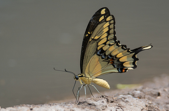 Giant Swallowtail