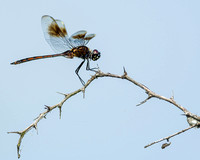 Four-spotted Pennant