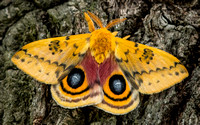 Io Moth