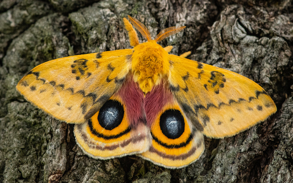 Io Moth