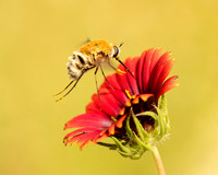 Bee Fly